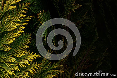 Banner of yellow thuja. Natural background of yellow thuja leaves with copy space Stock Photo