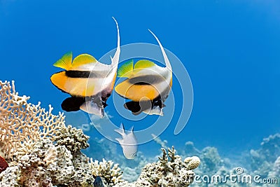 Bannerfish Stock Photo