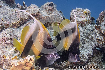 Bannerfish swimming around a sharp textured coral reef under the sea Stock Photo