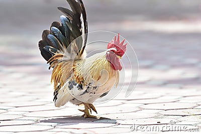 bantam,Beautiful male roosters walk on the decorated brick floor in the outdoor garden. Stock Photo