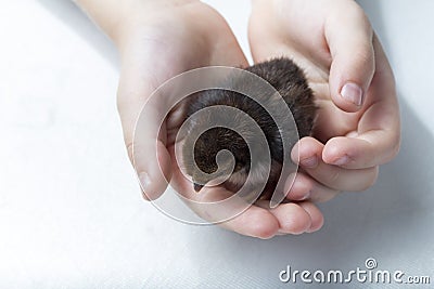 Bantam Chick in Hands Stock Photo