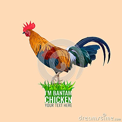 The Bantam Chicken. Vector Illustration