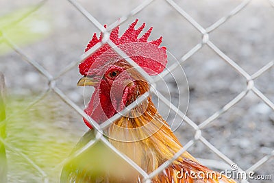 Bantam chickens in cages Stock Photo