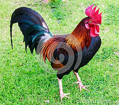 Bantam poultry beautiful bright colors. Stock Photo