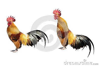 Bantam rooster chicken cock or hen standing and crowing posture isolated on white background with clipping path Stock Photo