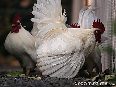 Bantam Spread Its Wings to Frighten Stock Photo