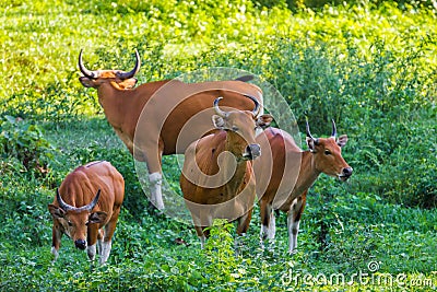 Banteng (Bos javanicus) family Stock Photo