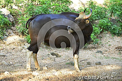 Banteng Stock Photo