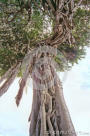 Banyan Stock Photo