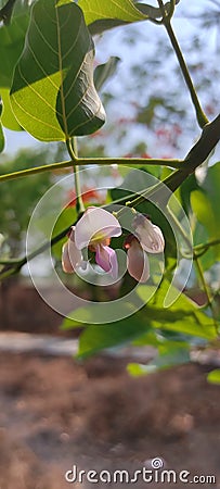Banyan blossom Stock Photo