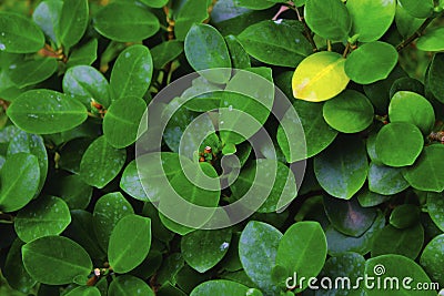 Banyan dollar leaf (Ficus microcarpa) Stock Photo