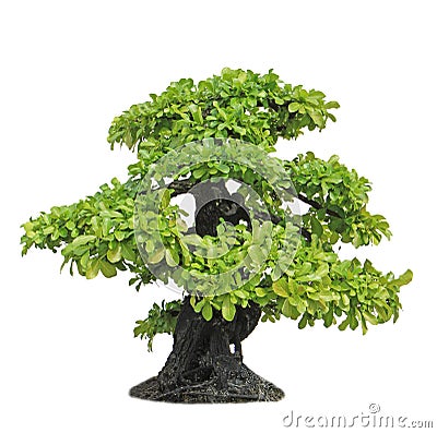 Banyan or ficus bonsai tree Stock Photo