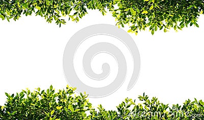 Banyan green leaves isolated on white background Stock Photo