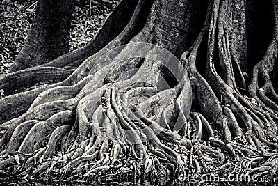 Banyan intertwining and interlaced roots detail and background Stock Photo