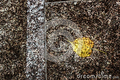 A banyan leaf on dirty floor Stock Photo