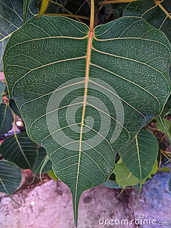 Banyan leaf in garden. Stock Photo