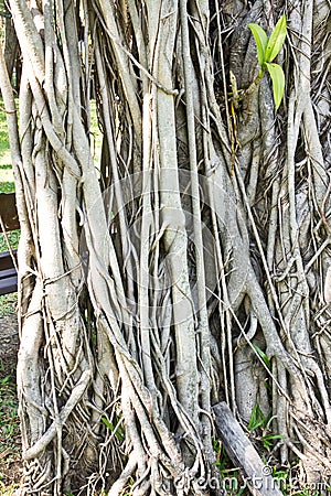 Banyan roots Stock Photo