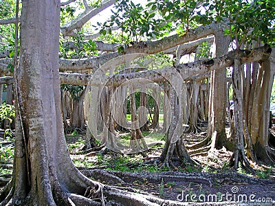 Banyan Tree Stock Photo