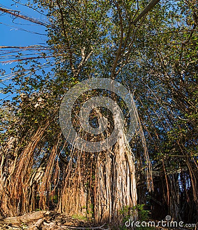 Banyan tree in Cap Malheureux, Mauritius. Stock Photo