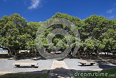 Banyan tree in courtyard square. Lahaina Harbor on Front street, Maui, Hawaii Stock Photo