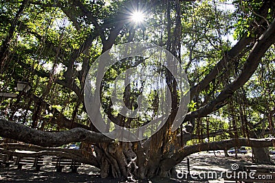 Banyan tree, courtyard square. Lahaina Harbor on Front street, Maui, Hawaii Stock Photo