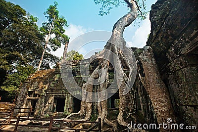 Banyan tree growing in the ancient ruin of Ta Phrom, Angkor Wat, Cambodia. Stock Photo