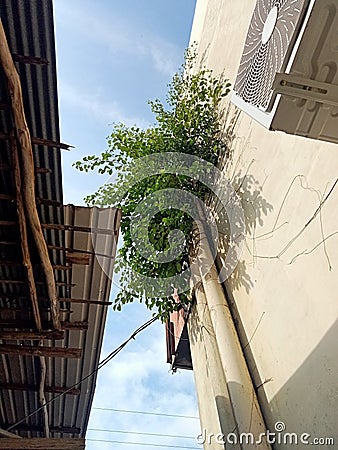 The banyan tree growing on the wall of the shop house Stock Photo