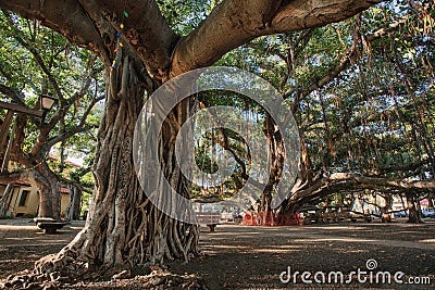 The Banyan Tree in Lahaina Maui, HI Stock Photo