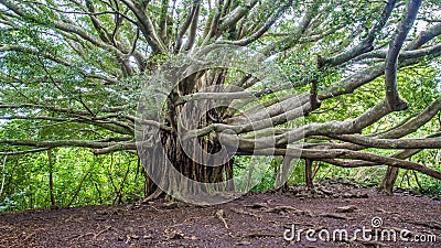 Banyan tree of life Stock Photo