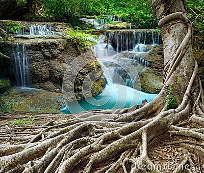 Banyan tree and limestone waterfalls in purity deep forest use n Stock Photo