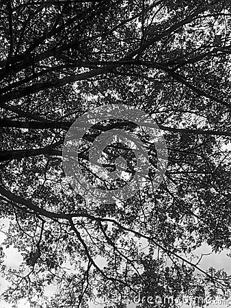 The banyan tree looks very sturdy and holds many secrets. Stock Photo