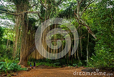 Banyan tree, Maui island, Hawaii Editorial Stock Photo