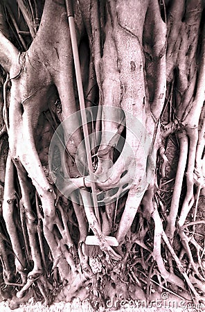 Banyan tree roots Stock Photo