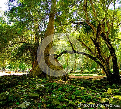 Banyan tree roots in Angkor temple ruins, Siem Reap, Cambodia. Stock Photo