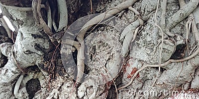 Banyan tree roots Stock Photo