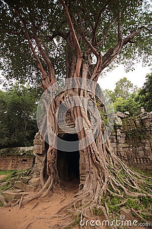 Banyan tree in ruins of Ta Som Temple Stock Photo