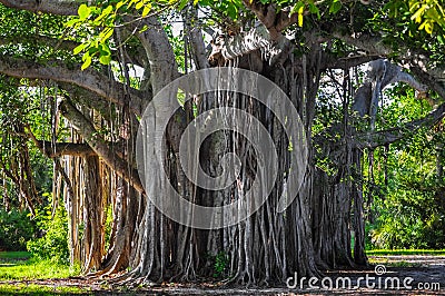 Banyan tree Stock Photo