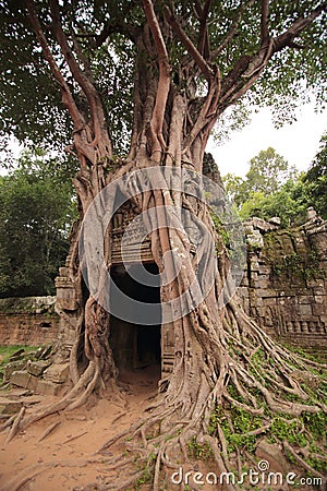 Banyan tree at Ta Som Temple Stock Photo