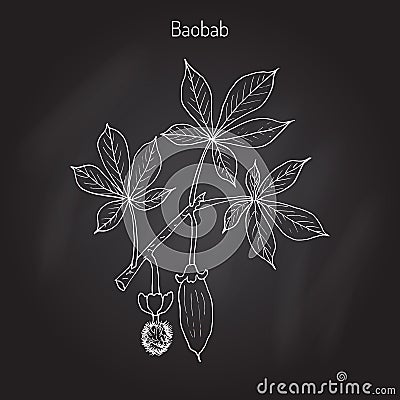 Baobab Adansonia digitata Vector Illustration