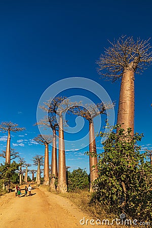 The Baobab Alley near Morondava in Madagascar Editorial Stock Photo
