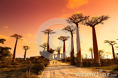 Baobab Alley Sunset Stock Photo