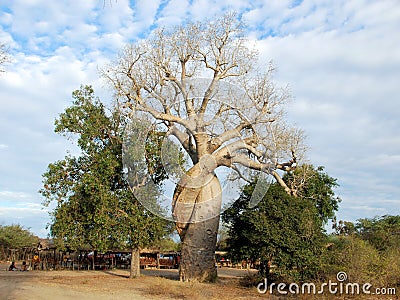 Baobab Amoureux - Two Adansonia trees twisted together, Madagascar Stock Photo