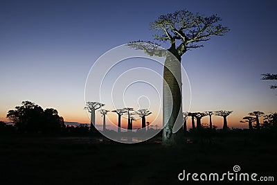 Baobab avenue, menabe Stock Photo