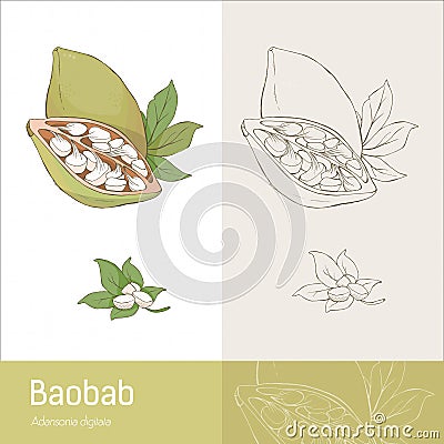 Baobab fruit Vector Illustration