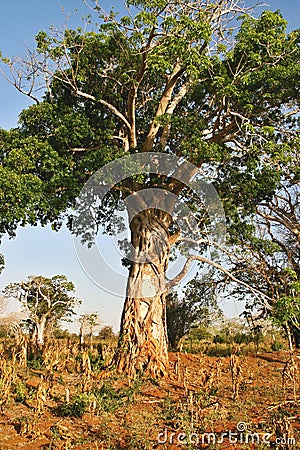 Baobab in savanna in eastern Mozambique Stock Photo