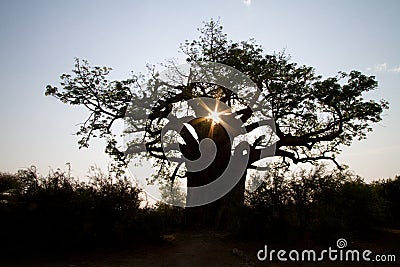 Baobab silhouette Stock Photo