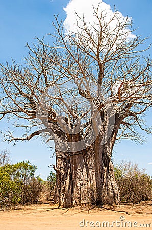Baobab tree in the dusty roads of the Kruger National Park Stock Photo