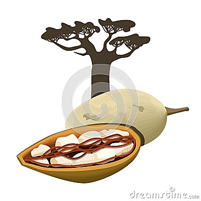 Baobab tree and fruit pod Isolated object. Adansonia. Superfood baobab fruit. Vector illustration. Vector Illustration