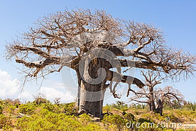 Baobab tree growing surrounded by African Savannah Stock Photo
