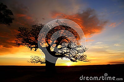 Baobab tree, Kimberly, Australia Stock Photo